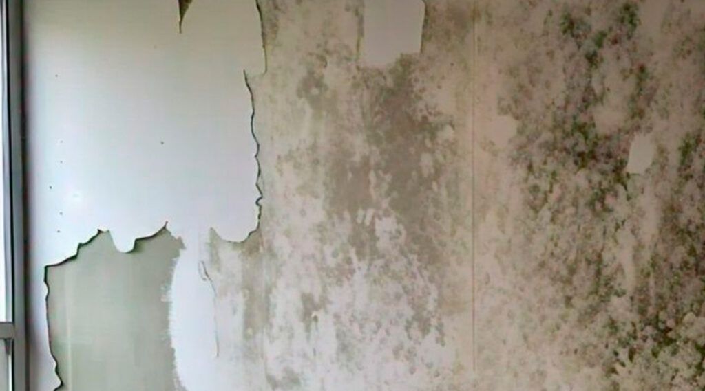 Mold is a common problem in many homes, especially in areas with high humidity