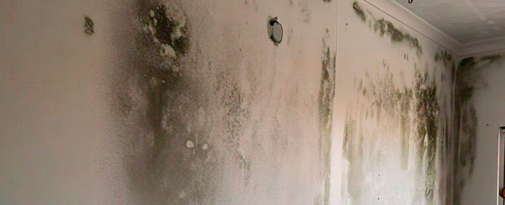 Mold is a common problem in many homes, especially in areas with high humidity